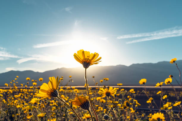 desert blossom sunflowers at sunset, death valley national park, california - sunflower field flower yellow imagens e fotografias de stock