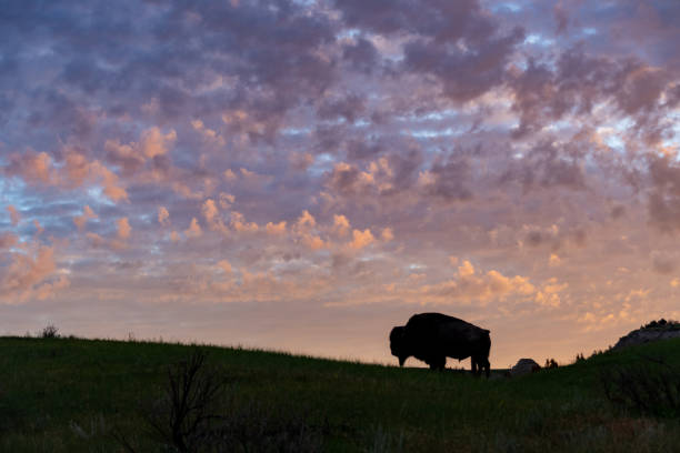 険しい景色またはセオドア・ルーズベルト国立公園とバ�イソン - north dakota ストックフォトと画像