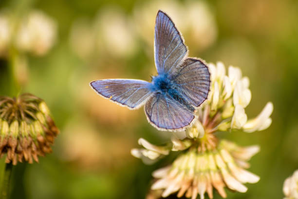 istock Blue butterfly on a wildflower in a grass at summer 1161800335