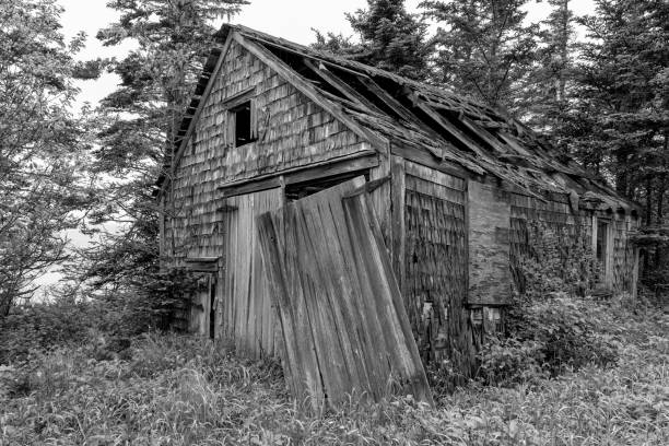An old, weathered, shack in the woods. Wood shingle sides and wood doors. Most of the roof caved in, and one of the doors is hanging loose. Vegetation growing over it. Overcast sky. Black & white.