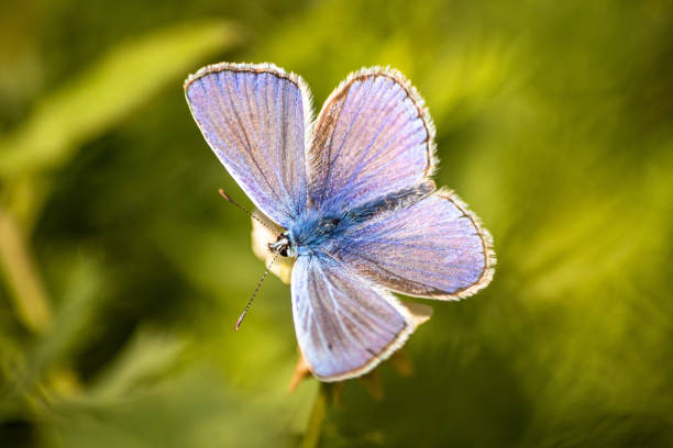 istock Blue butterfly on a wildflower in a grass at summer 1161800358
