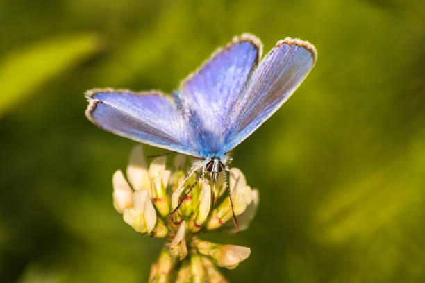 istock Blue butterfly on a wildflower in a grass at summer 1161800384