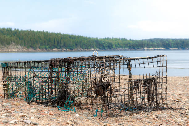 An old, broken metal lobster trap half buried on a beach by the ocean. Bits of metal are missing, and bits of rope and seaweed hang from it. Hazy overcast sky above.