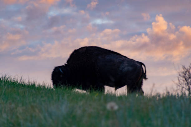 le viste rugged o theodore roosevelt national park con bison - american bison north dakota theodore roosevelt national park badlands foto e immagini stock