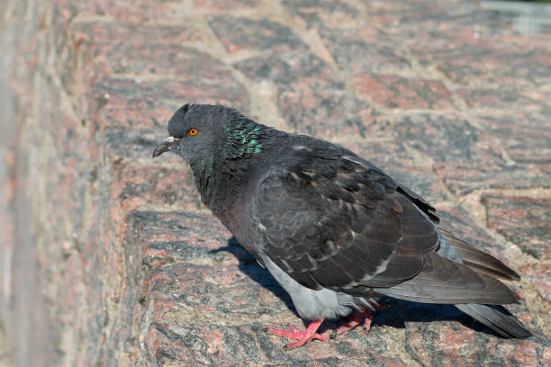 istock Male domestic pigeon 1161801108