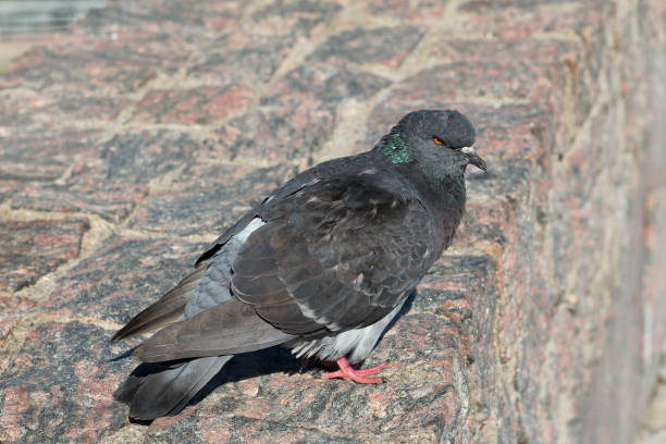 istock Rock dove on the stone park wall 1161801113