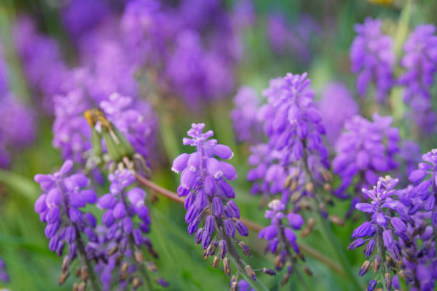 istock Lvander purple flowers with bokeh background 1161801114