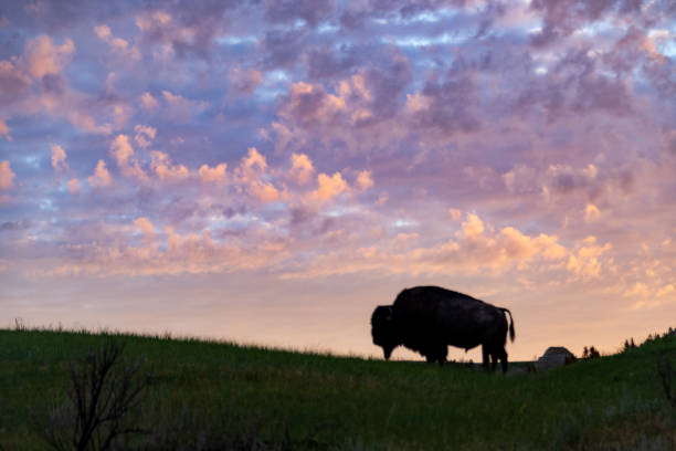 le viste aspre o il parco nazionale theodore roosevelt con bisonte - american bison north dakota theodore roosevelt national park badlands foto e immagini stock