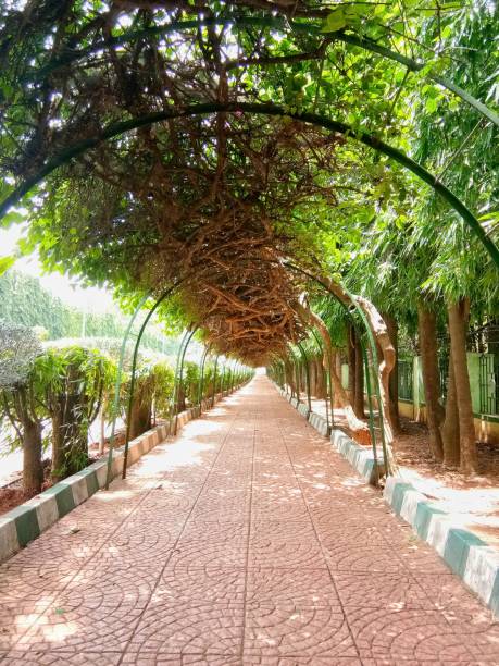 um trilho do túnel do eco no jardim botânico de lalbagh em bengaluru - lalbagh - fotografias e filmes do acervo