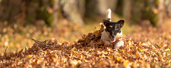 Little  small Jack Russell Terrier dog has a lot of fun in autumn leaves and is playing alone with leaves