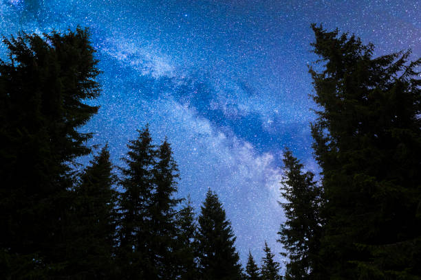 istock Blue Milky way falling stars pine trees silhouette 1161802726