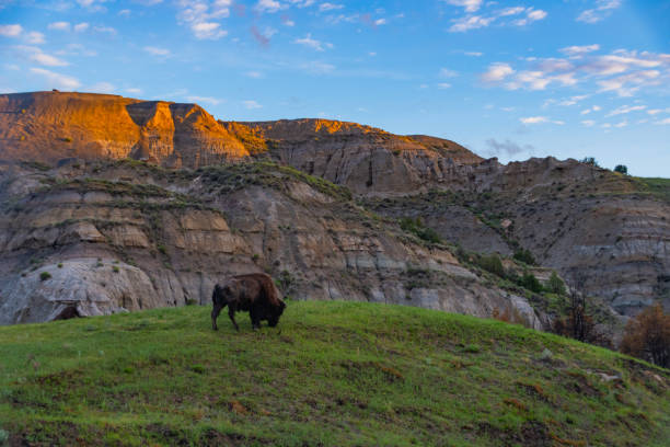 istock The Rugged Views or Theodore Roosevelt National Park with Bison 1161802782