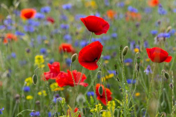 istock red poppy flowers in a meadow 1161804837