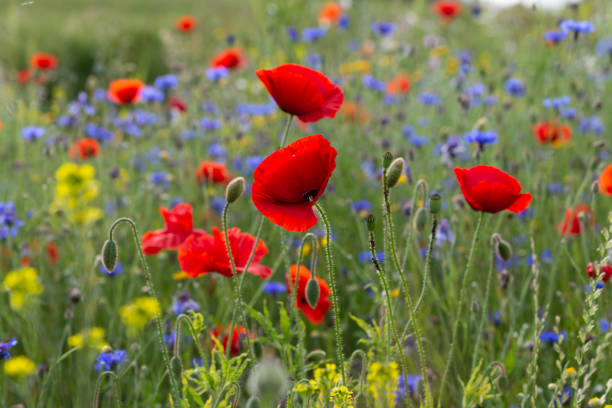 istock red poppy flowers in a meadow 1161804840