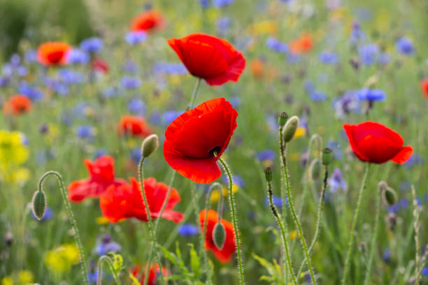 istock red poppy flowers in a meadow 1161804879
