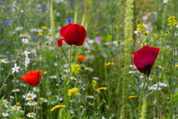 istock red poppy flowers in a meadow 1161804882