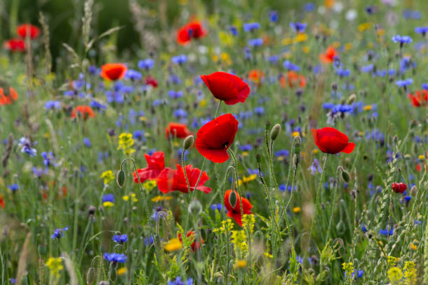 istock red poppy flowers in a meadow 1161804887