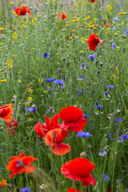 istock red poppy flowers in a meadow 1161804892