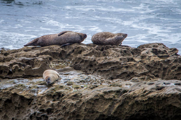 Three Sea Lions Perched on a Rock by the Shore in San Diego, Napping while Waves Crash in the Background