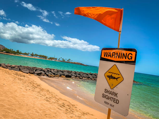 istock Angled Shark Warning Sign on the Beach in Hawaii 1161806414