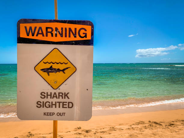 señal de advertencia de tiburones en la playa en hawái - sighting fotografías e imágenes de stock