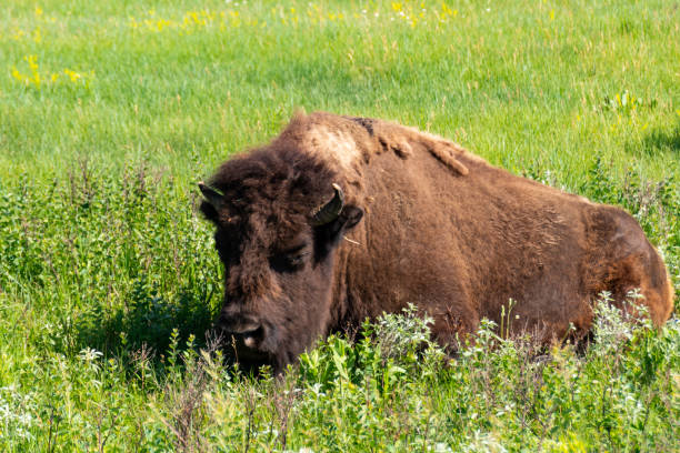 istock The Rugged Views or Theodore Roosevelt National Park with Bison 1161806867