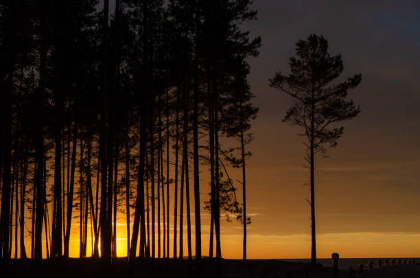 istock Silhouette of trees at sunset 1161807848
