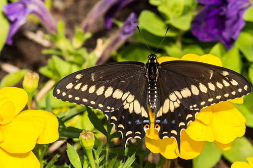 A close up of a newly emerged Black Swallowtail Butterfly in New England.