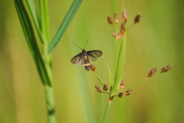 istock Yellow dragonflies are on the leaves 1161809097