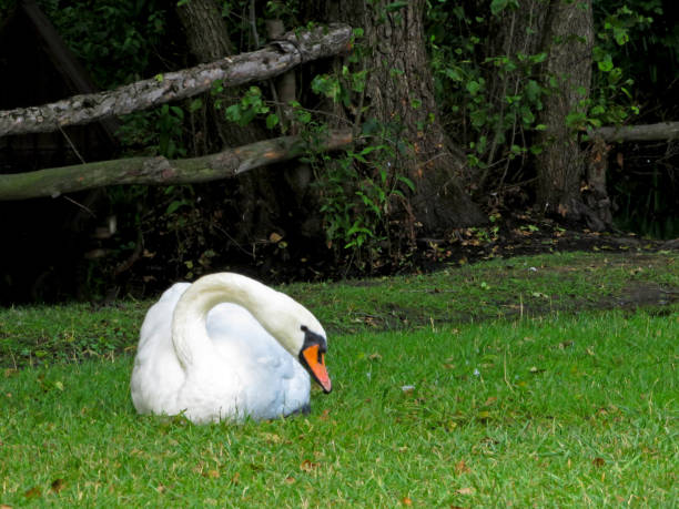 istock white swan with a red beak resting on the grass 1161810528