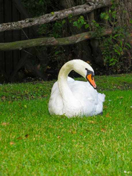 istock white swan with a red beak resting on the grass 1161810530