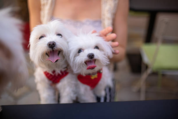istock Playful dogs in a girls lap 1161810610