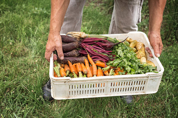 Crate full of organic vegetables