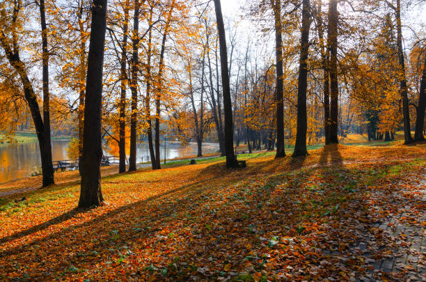 istock Sunny autumn scene with footpath covered by red and orange leaves 1161813957