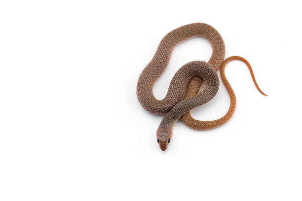 istock The rufous beaked snake isolated on white background 1161814076