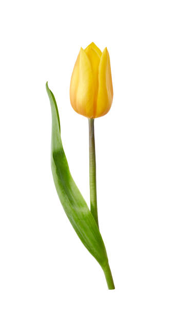 istock A yellow tulip flower isolated on a white 1161814123