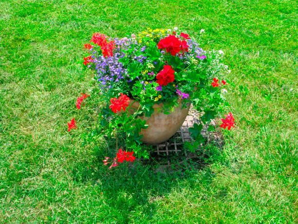 istock Flower pot with geranium on green lawn 1161814175
