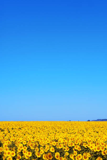 ヒマワリ畑 - agriculture beauty in nature flower clear sky ストックフォトと画像