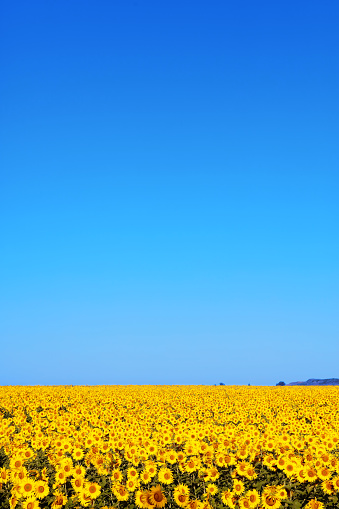 A DSLR photo of a beautiful sunflower field with a blue sky. Lots of space for copy.
