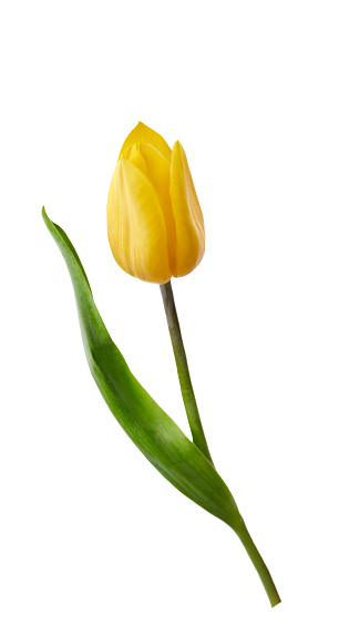 A yellow tulip flower isolated on a white background