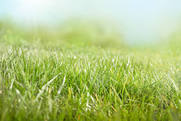 istock A background of green lush grass pastures 1161815198