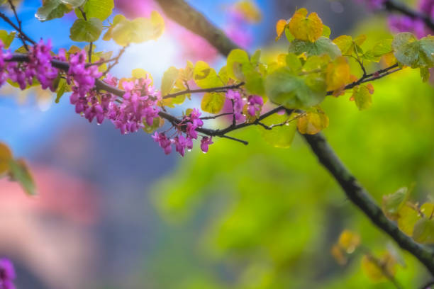 flores púrpuras retroiluminadas en un árbol - scenics multi colored greece blue fotografías e imágenes de stock