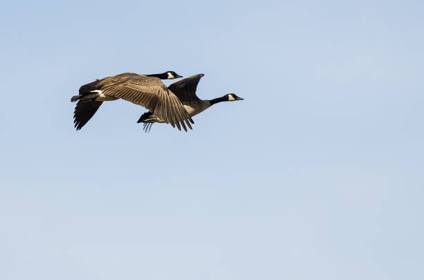 istock Pair of Canada Geese Flying in a Blue Sky 1161815393