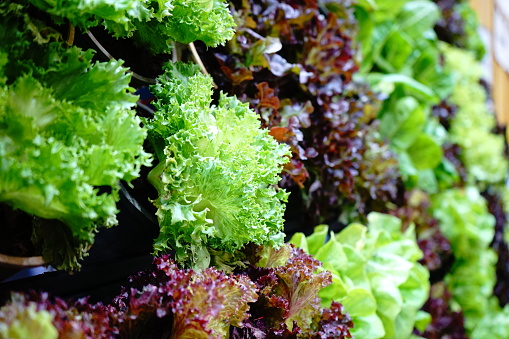 Food and Drink, Leaf Vegetable, Food, Food and Drink, Lettuce, Lollo Rosso Lettuce, Plant