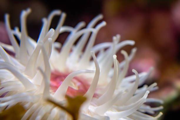 A large fish-eating anemone is a bright spot in the debris field of the Humble SM-1 wreck near Point Conception, California.