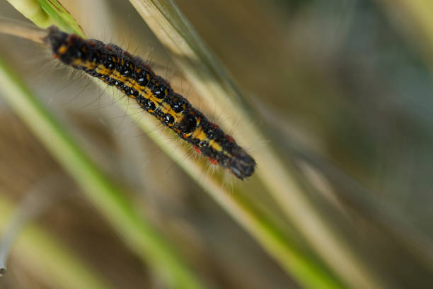 istock Worms are on the rice plant 1161817676