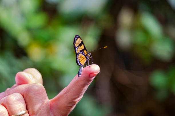 istock Butterfly in the hand. 1161819581