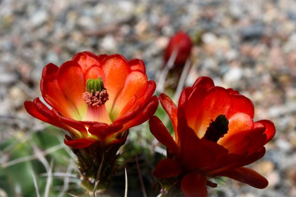 claret tazza cactus in fiore - flower head cactus claret cup cactus dry foto e immagini stock