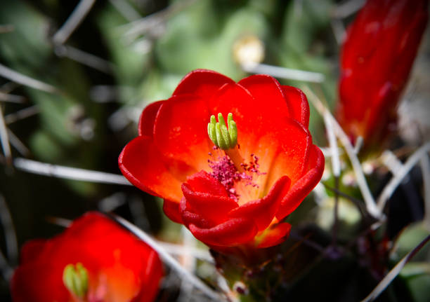 claret tasse kaktus in blüte - claret cup stock-fotos und bilder