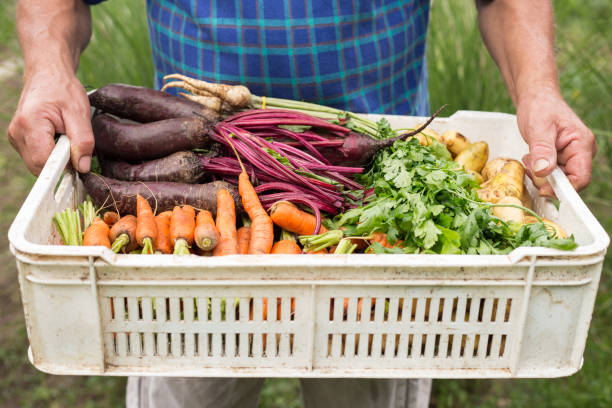Crate full of organic vegetables